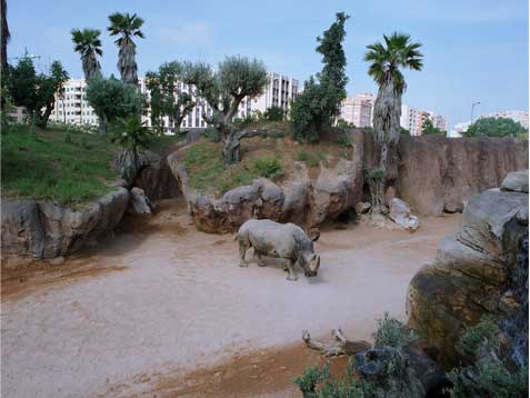 Un rinoceronte en Valencia Copia Lambda sobre metacrilato con moldura de aluminio 90X120 cm. Tiraje: 5 + 1 P.A.