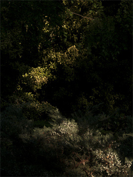 Pedro Monjardin, serie eden, 2013, S/T ,foto digital, tintas pigmentadas, 100x74 cm. 1/5